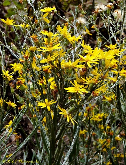 {Pityopsis graminifolia}